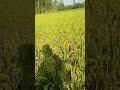 মাঠ ভরা সবুজ ধান।field full of green rice.