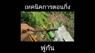 เทคนิคการตอนกิ่งสะเดามันทวาย