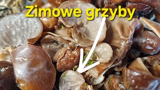 Zimowe #Grzybobranie #Boczniaki i Uszaki Naturalna #mrożonka z drzewa  2 stycznia 2025