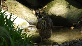 20180520 成功大學鳳頭蒼鷹喝水 - 2