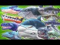ALL MAX LEVEL 10 SHARKS UNLOCKED!!! (HUNGRY SHARK EVOLUTION)
