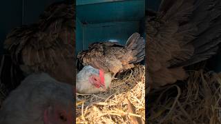 Hens Helping Hens: A Rare Egg Laying Friendship #chicken #farmhouse