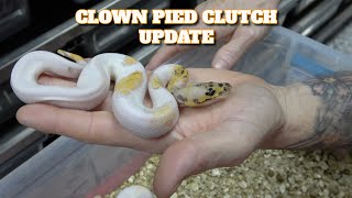 Clutch Update! Combo Clown Pied Ball Python!