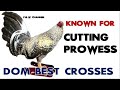 Best Cross of Dom Gamefowl - Please Watch!!