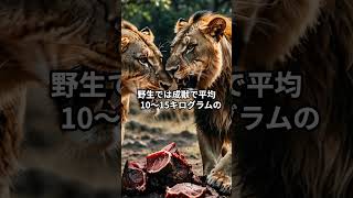 百獣の王ライオンが…ヤバすぎる… #動物雑学 #雑学 #ライオン