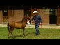 Imprinting, técnica de adiestramiento equino (Parte 2) - TvAgro por Juan Gonzalo Angel