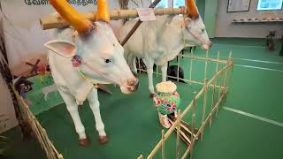 cattle festival   மாட்டுப் பொங்கல்