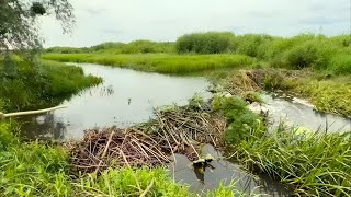 Mega Beaver Dam Collapse – So Much Water Behind It!