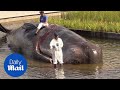 'Beached whale' in middle of Madrid pond baffles residents