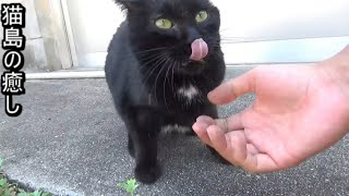 【猫動画】足をスリスリ黒猫がカワイイCATISLAND