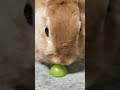 ウサギが食べる。シャインマスカット！