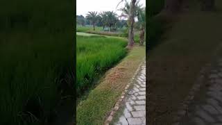 ধান খেত @tuhininformative #shorts #video