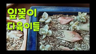 succulent plant. ,다육이 잎꽂이 자구들! 용월, 살구미인금, 러블리로즈, 아메치스 등 잎꽂이 한 아이들