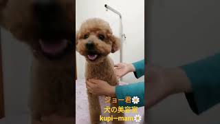 【犬の美容室kupimam 】トイプードル　テディベアカット #トイプードル #愛犬 #愛犬との日常 #トイプードルカット #といぷー #トイプードル部