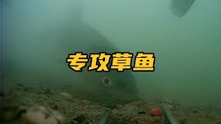 又見識了壹款神奇窩料，居然把水庫草魚全誘來了，對比結果很明顯