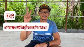 การผสมพันธ์ุแบบต่างสาย [ep.2] (081-555-3334)