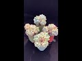 群生 橙梦露 多肉植物succulents