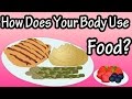 How The Body Uses Food - You Are What You Eat - How Are Carbohydrates, Protein, Fat Used In The Body