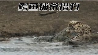 猎捕被鳄鱼捕杀！直接拖进水里消失得无影无踪！