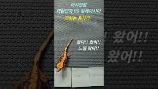 한국 대 말레이지아 축구 점치는 도마뱀