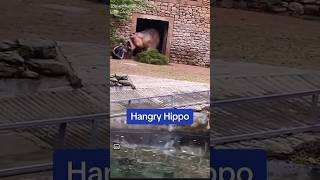 Hippo Charges Keeper in a Zoo