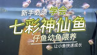 新手必须学习  七彩神仙鱼，仔鱼幼鱼喂养 #discus #discusfish #七彩