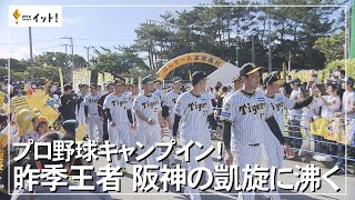 プロ野球キャンプイン！　昨季王者　阪神の凱旋に沸く（沖縄テレビ）2024/2/1