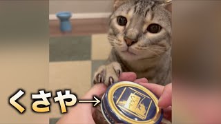 猫にくさやを嗅がせるとこんな反応が、、、 #shorts