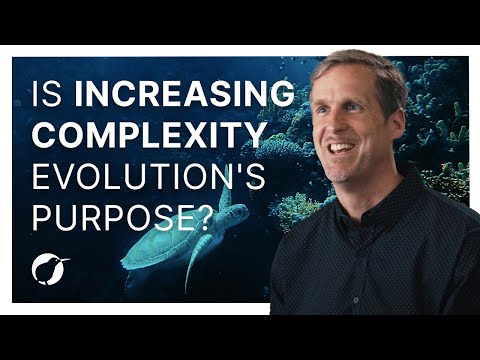 Does evolution increase complexity?