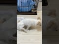 シートのすみっこに上手におしっこ成功 犬のしっぽちゃん