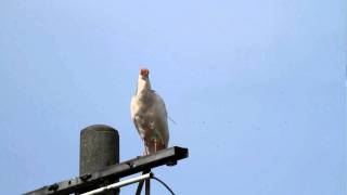 朱鷺（とき）の鳴き声