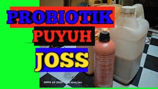 probiotik puyuh petelur | part 1