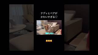 【中町兄弟】テディとベアが可愛すぎる件について#お茶の間に中町 #中町兄弟