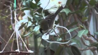 牛脂を食べるシジュウカラ