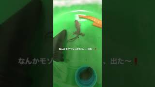 子どもヤモリ　ウンチの瞬間