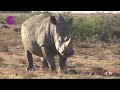 South Africa sees increase in rhino poaching