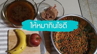 อเมริกันบูลลี่ 4 ตัวป่วน กับ เมนูอาหารหมาที่ช่วยบำรุงขน และผิวหนัง EP 6 [Dog Food Recipes]