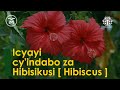 00217: ICYAYI CY’INDABO ZA HIBIKUSI || UKO KIRINDA NO KURWANYA INDWARA ZINYURANYE || ABATACYEMEREWE