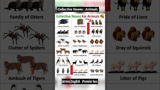 List of Collective Nouns for Animals || #vocabulary