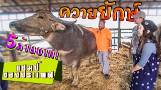 ควายตัวละห้าล้าน...? ส.มีสุวรรณ  Buffalo 5 million each.