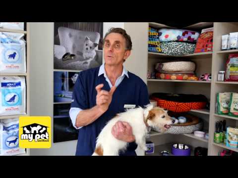 How to tell if your dog has worms How to tell if your dog has worms