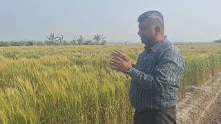 गेंहू में रतुआ (Rust) की पहचान व नियंत्रण Identification and Control of rust in wheat