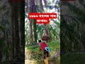 ১৯৯৬ সালের পাম বাগান। malaysia palm viralshort farming palmgarden workingtime coconutpalm fruit