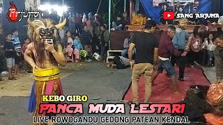 kebo giro PML Panca Muda Lestari rowogandu gedong patean Kendal