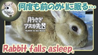 何度も前のめりに眠る…【ウサギのだいだい 】　2017年10月14日