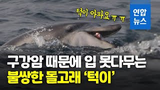 구강암 걸린 제주 돌고래 '턱이'…\