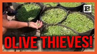 Harvest Heist: Spanish Civil Guard Foils Half-Ton Olive Theft