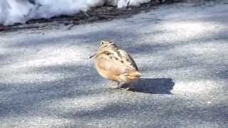 Dancing Woodcock