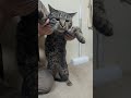 推しの子のアイドル踊ってみた トラ猫 yoasobi tiktok 猫 cat にゃんこ