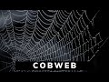 What is Cobweb? Meaning, Definition, Explanation | RealizeTheTerms